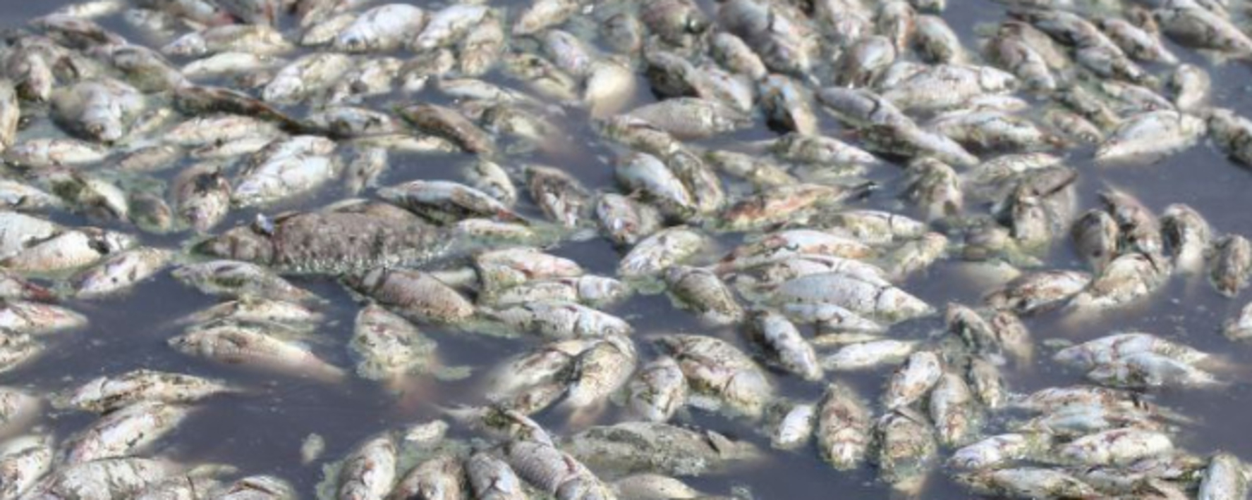 шульгинское озеро алтайский край