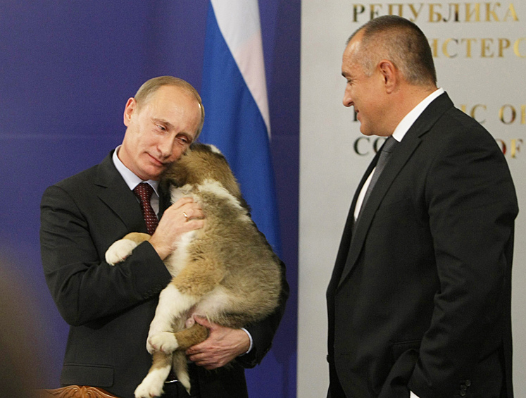 Болгарскую овчарку Баффи Путин получил от бывшего премьер-министра Болгарии Бойко Борисова в ноябре 2010 года
