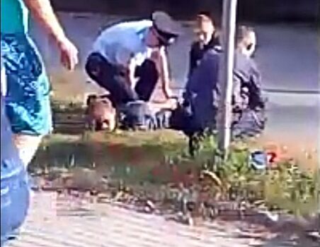 Пенсионера покусали в его же автомобиле