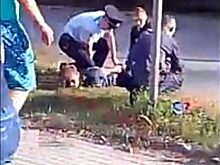 Пенсионера покусали в его же автомобиле