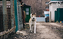 Рязанцы пожаловались на стаи бродячих собак в Дашково-Песочне и Недостоеве