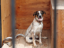 Дополнительные деньги на отлов и лечение бездомных собак выделены во Владивостоке