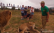 Курянин объяснил, почему лев в его парке укусил посетительницу