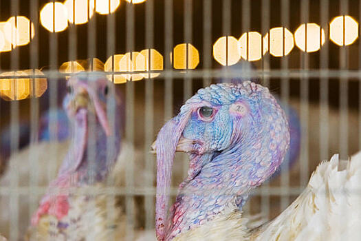На площадках ГК «Евродон» вновь обнаружен птичий грипп