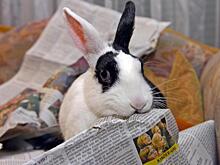 «Нет, это вы дураки»: американцы поспорили с европейцами о том, у кого СМИ свободнее