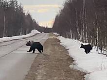 Перебегавшая дорогу в России медвежья семья попала на видео