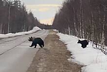 Перебегавшая дорогу в России медвежья семья попала на видео