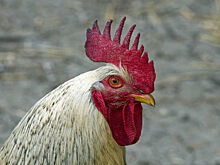 Петух до смерти заклевал австралийку