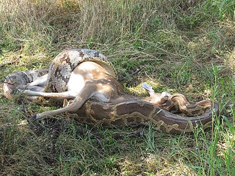 Питона стошнило целым оленем