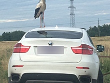 В Калининграде аист прогулялся по крыше BMW X6