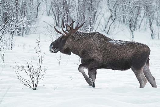 Лось попытался сесть в автобус в Подмосковье