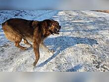 Бастрыкин взял на контроль уголовное дело о бездействии при отлове бродячих собак в Чите