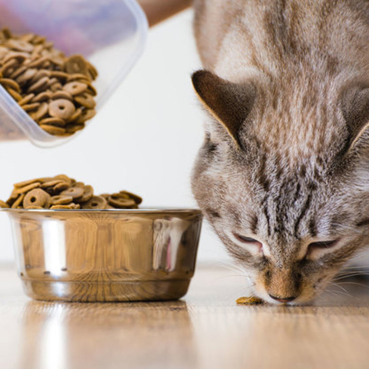 Корм для кошек. Котик с едой. Кошка кушает. Кошка кушает корм. Сонник кормить кошек