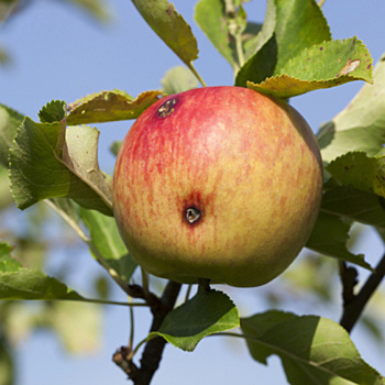 Чтобы яблоки не были червивыми: избранные способы борьбы с плодожоркой