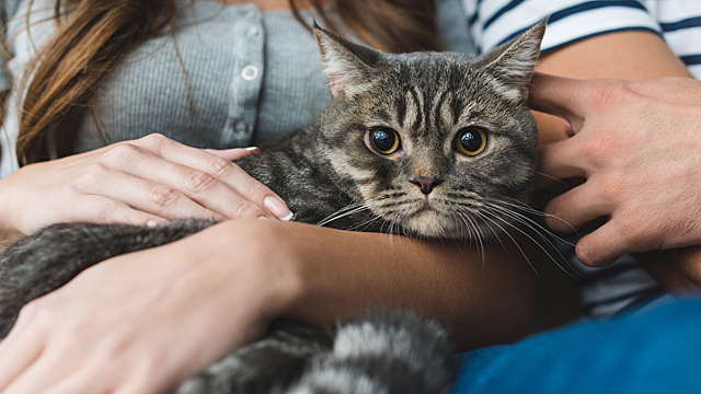 Признаки, выдающие то, что ваша кошка связана с магией