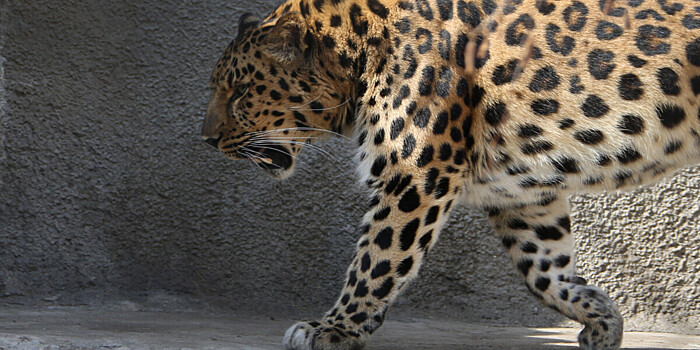 Приморский леопард обследовал обгоревшую в лесном пожаре сопку