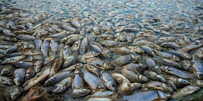 Плохая традиция: грузовик вновь высыпал рыбу на дорогу в Петропаловске-Камчатском