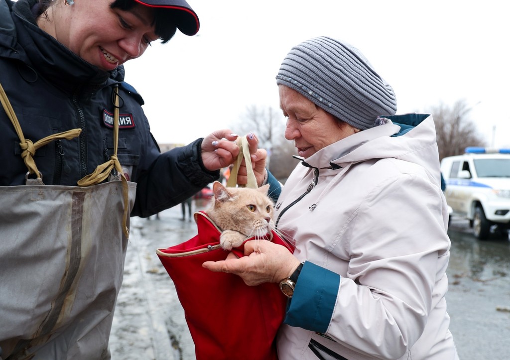 Хаски, кошки, свиньи-релоканты: как спасают животных от наводнения на Урале