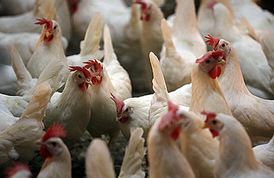 Вспышки птичьего гриппа в ЕС. Россия принимает меры