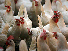 Вспышки птичьего гриппа в ЕС. Россия принимает меры