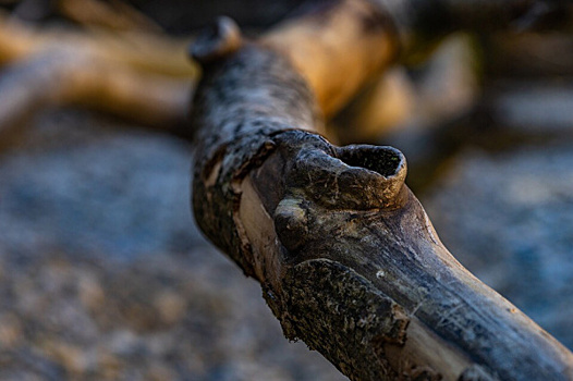 В Самаре упало дерево на автомобиль