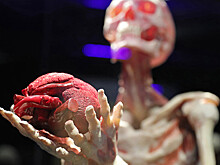 Депутат просит проверить законность проведения анатомической выставки на ВДНХ