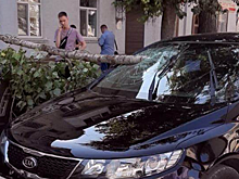 В центре Саратова ветка дерева пробила лобовое стекло иномарки