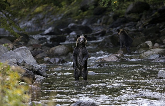 Ученые выяснят, зачем русские медведи мигрируют в Норвегию
