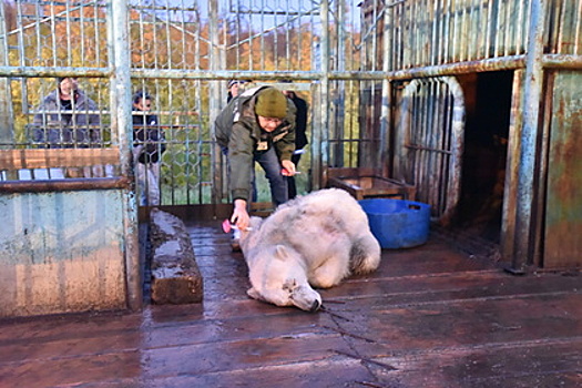 Белую медведицу с огнестрельным ранением доставили с Диксона в Москву