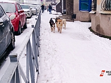 Женщину чуть не разорвала стая агрессивных собак в Магнитогорске