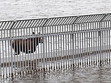 На улицы городов Прикамья выходят дикие животные