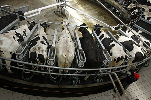 Орловские коровы с господдержкой перестали доиться