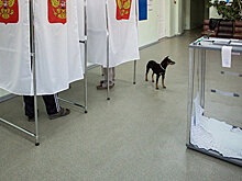 Разбор полетов: кто победил на выборах-2017