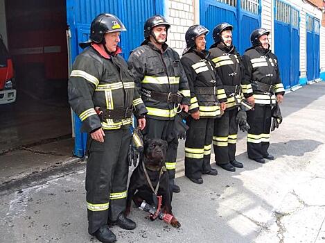 В Амурске в строй встают даже собаки