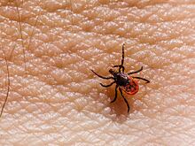 Эксперт рассказал, как защититься от болезни Лайма