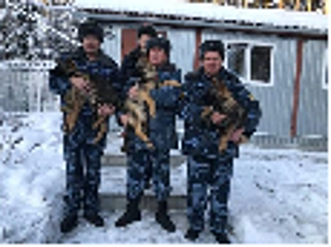 Восемь щенков немецкой овчарки из племенного питомника ГУФСИН России по Свердловской области отправились на службу в территориальные органы