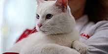 "Волшебного" кота продают за 2,5 миллиона рублей в Новочеркасске