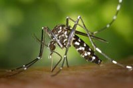 154 волгоградских водоема обработают от комаров и мошек