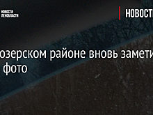 В Приозерском районе вновь заметили яков - фото