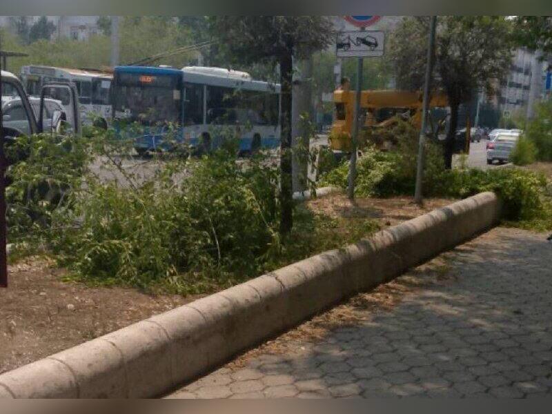 Деревья уничтожают в центре Читы