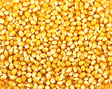 В Краснодарском крае отметили проблему зависимости от импортных семян кукурузы, подсолнечника и сахарной свеклы
