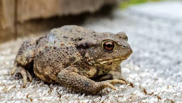 Обнаружена крупнейшая в мире жаба
