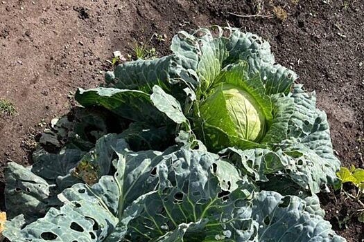 Диетолог назвал необходимые осенью продукты