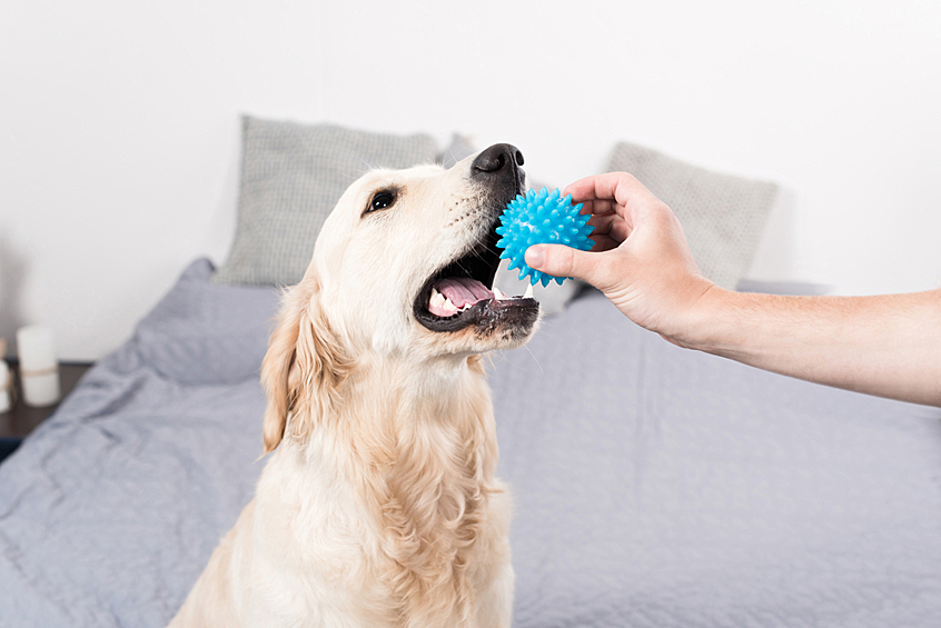 Собаки любят пищащие игрушки, поскольку ими движет древний инстинкт хищника, который слышит визг жертвы.