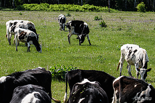 Епархия: УГМК получит скот расселенного монастыря отца Сергия