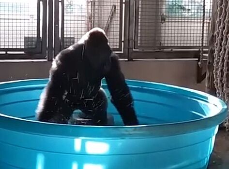 Королева брейка: танцующая горилла стала звездой интернета