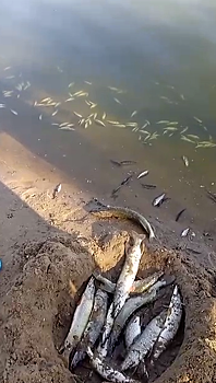 В озере Пугачевского района массово погибла рыба