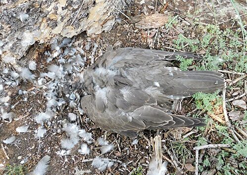Сибирские орнитологи зафиксировали гибель почти всех помеченных GPS-трекерами птиц