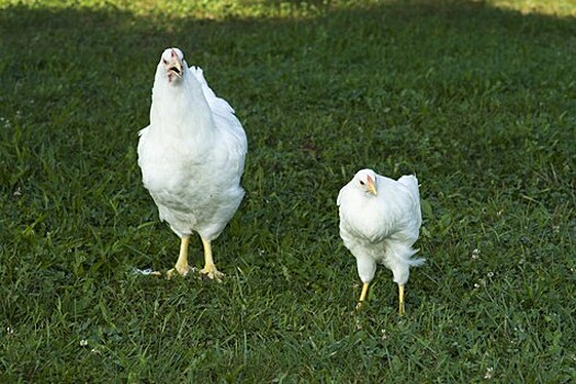 РФ запретила поставки мяса птицы из Японии