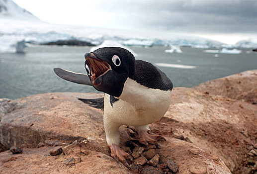 Пингвинам грозит вымирание